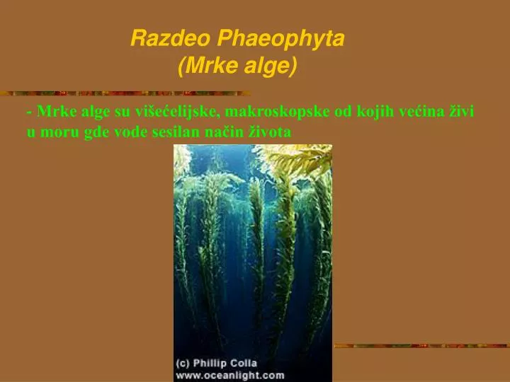 razdeo p haeophyta mrke alge