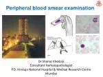 Peripheral blood smear examination - slide 1