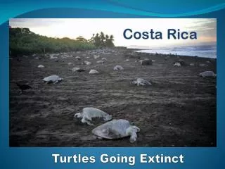 Turtles Going Extinct