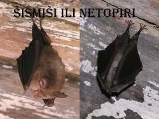 i mi i ili netopiri