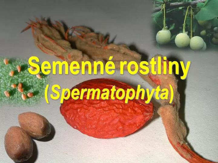 semenn rostliny spermatophyta