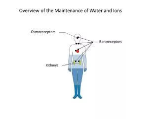 Overview of the Maintenance of Water and Ions