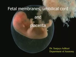 Fetal membranes, umbilical cord and placenta