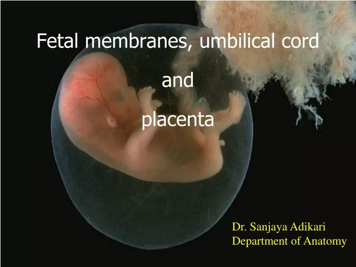 fetal membranes umbilical cord and placenta