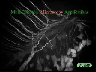 Multi- Photon Microscopy Applications