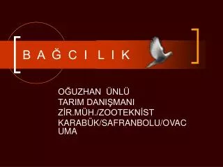 b a c i l i k