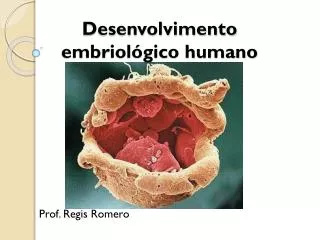 desenvolvimento embriol gico humano