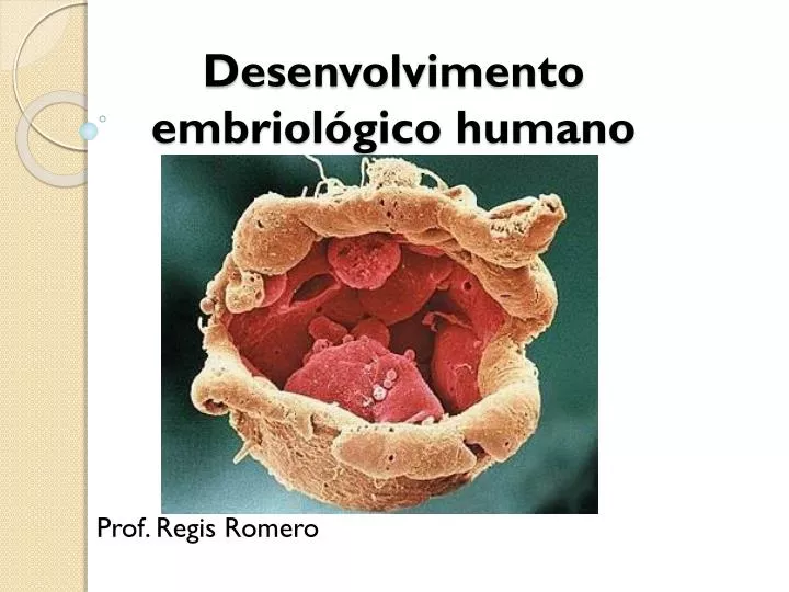 desenvolvimento embriol gico humano