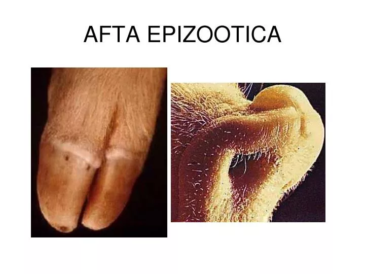 afta epizootica