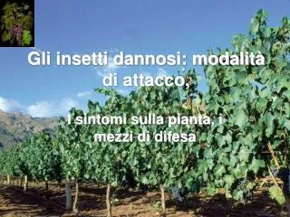 i sintomi sulla pianta i mezzi di difesa