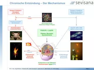 chronische entz ndung der mechanismus