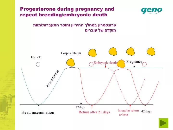 progesterone during pregnancy and repeat breeding embryonic death