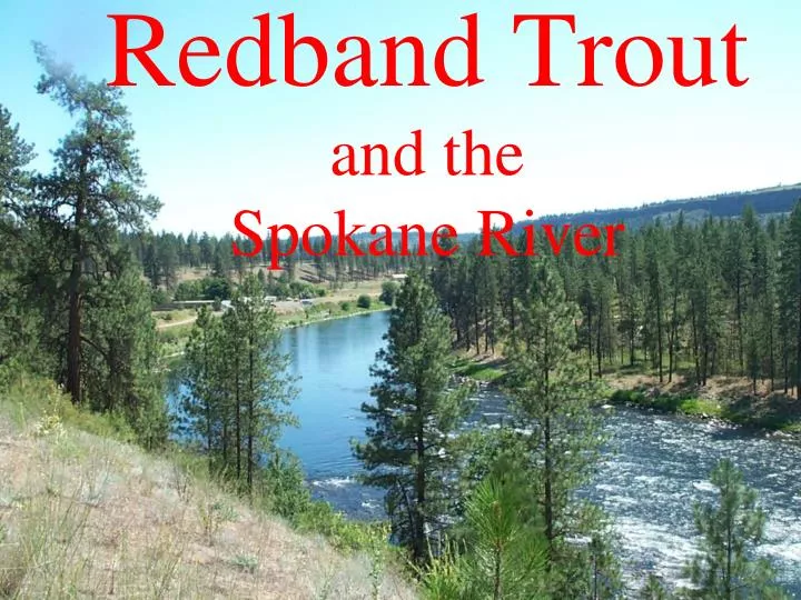 redband trout and the spokane river