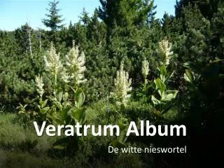 veratrum album