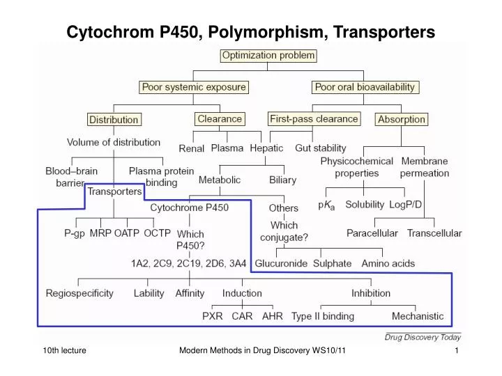 cytochrom p450 polymorphism transporters