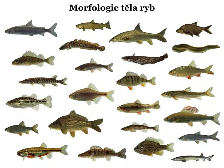 morfologie t la ryb