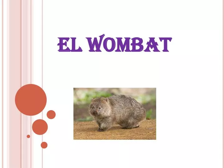 el wombat