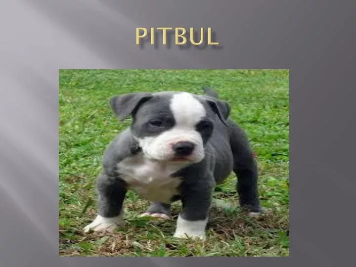 pitbul