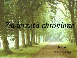 mateusz krawczyk iia