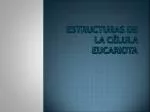 Estructuras de la célula eucariota - slide 1