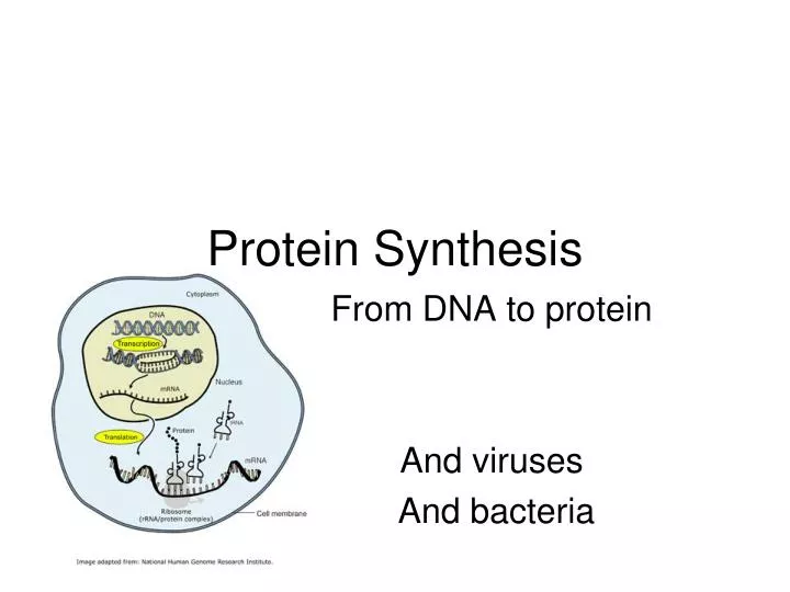 protein synthesis