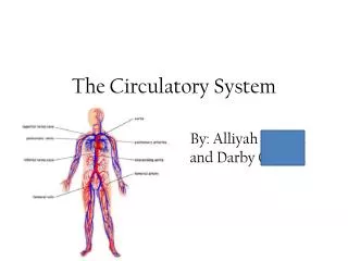 The Circulatory System