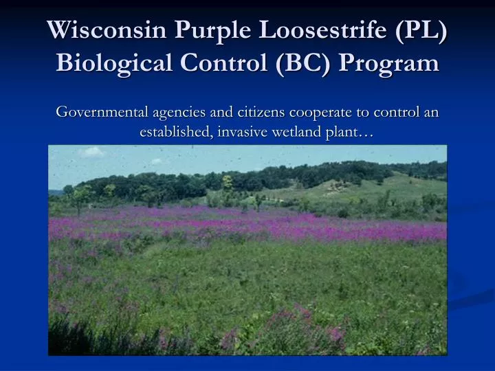 wisconsin purple loosestrife pl biological control bc program