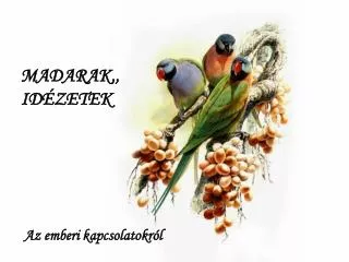 madarak id zetek