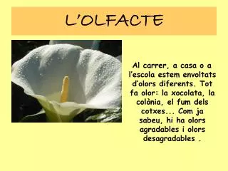 l olfacte