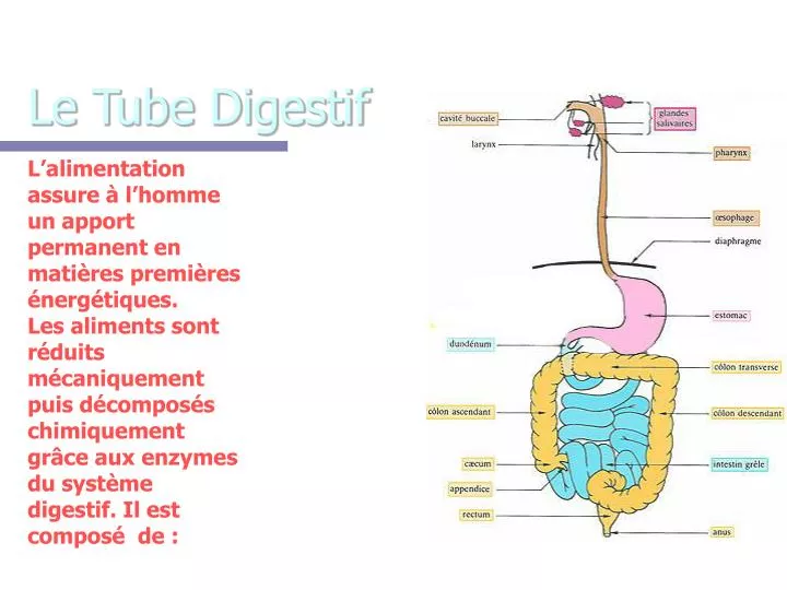 le tube digestif