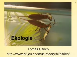 ekologie