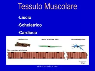 tessuto muscolare