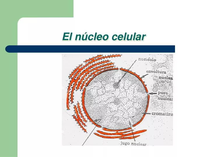 el n cleo celular
