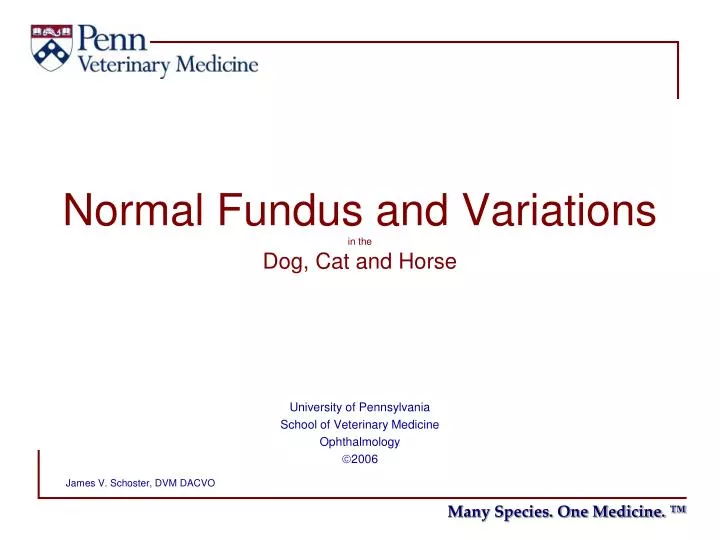 normal fundus and variations in the dog cat and horse