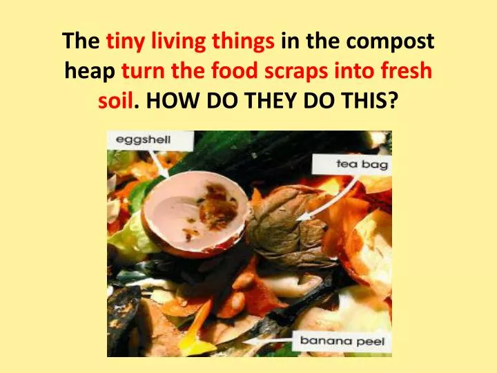 the tiny living things in the compost heap turn the food scraps into fresh soil how do they do this