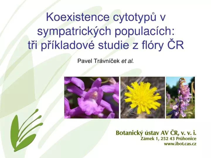 koexistence cytotyp v sympatrick ch populac ch t i p kladov studie z fl ry r