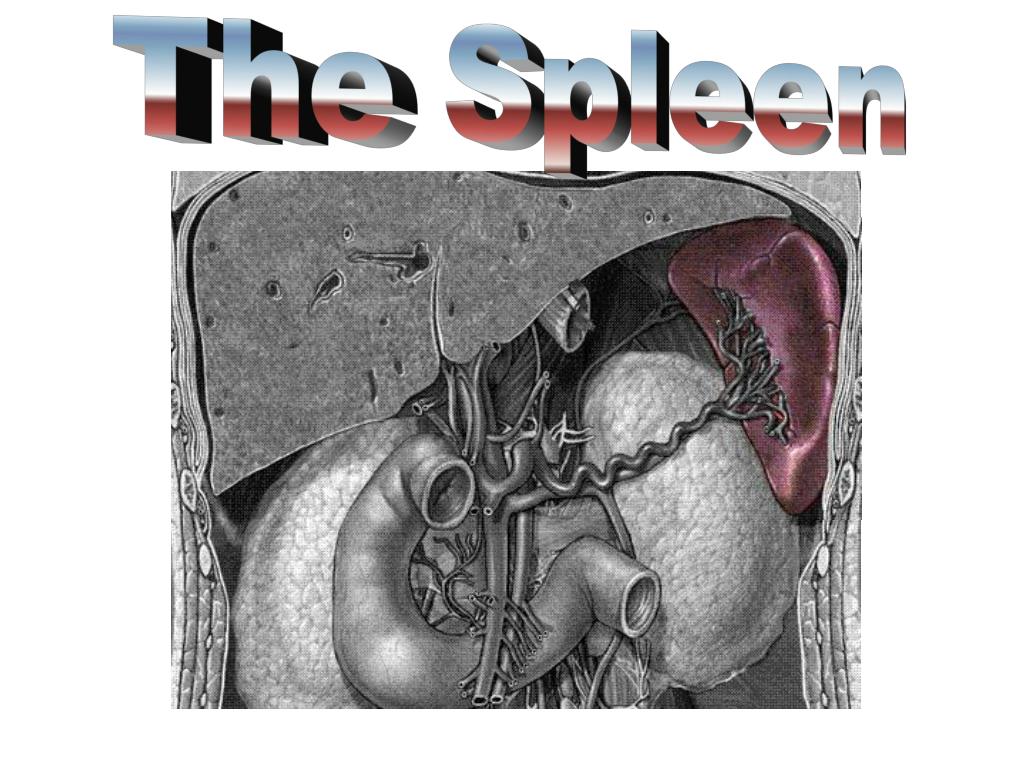 PPT - The Spleen PowerPoint Presentation, free download - ID:4906104