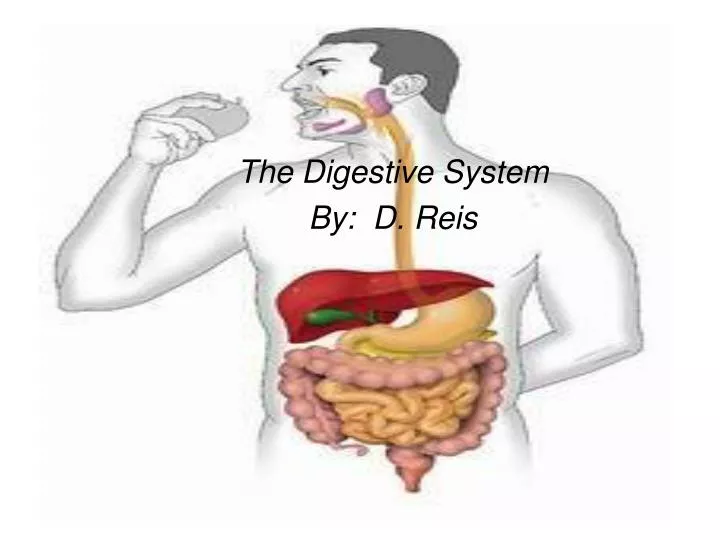 the digestive system by d reis
