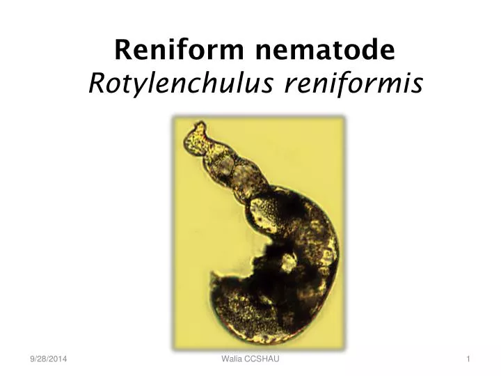 reniform nematode rotylenchulus reniformis