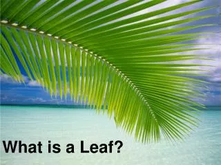 What is a Leaf?