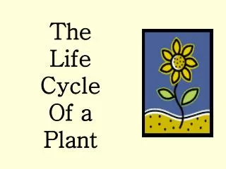 The Life Cycle Of a Plant