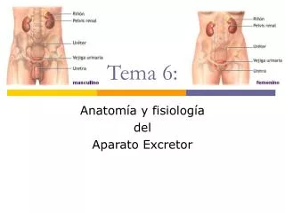tema 6