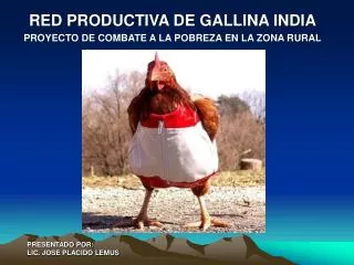 red productiva de gallina india proyecto de combate a la pobreza en la zona rural