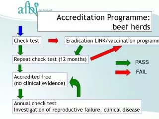 Accreditation Programme: beef herds