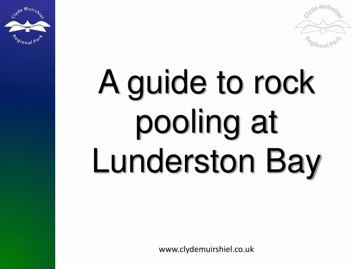 a guide to rock pooling at lunderston bay