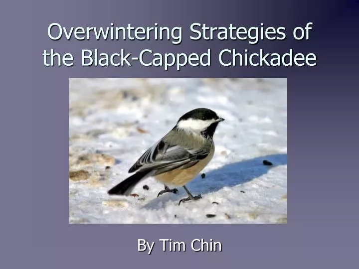 overwintering strategies of the black capped chickadee