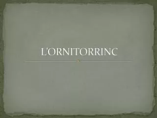 l ornitorrinc