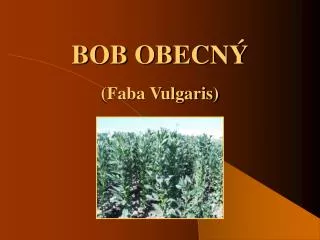 bob obecn