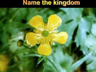 Name the kingdom