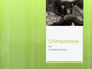 Chimpanzees